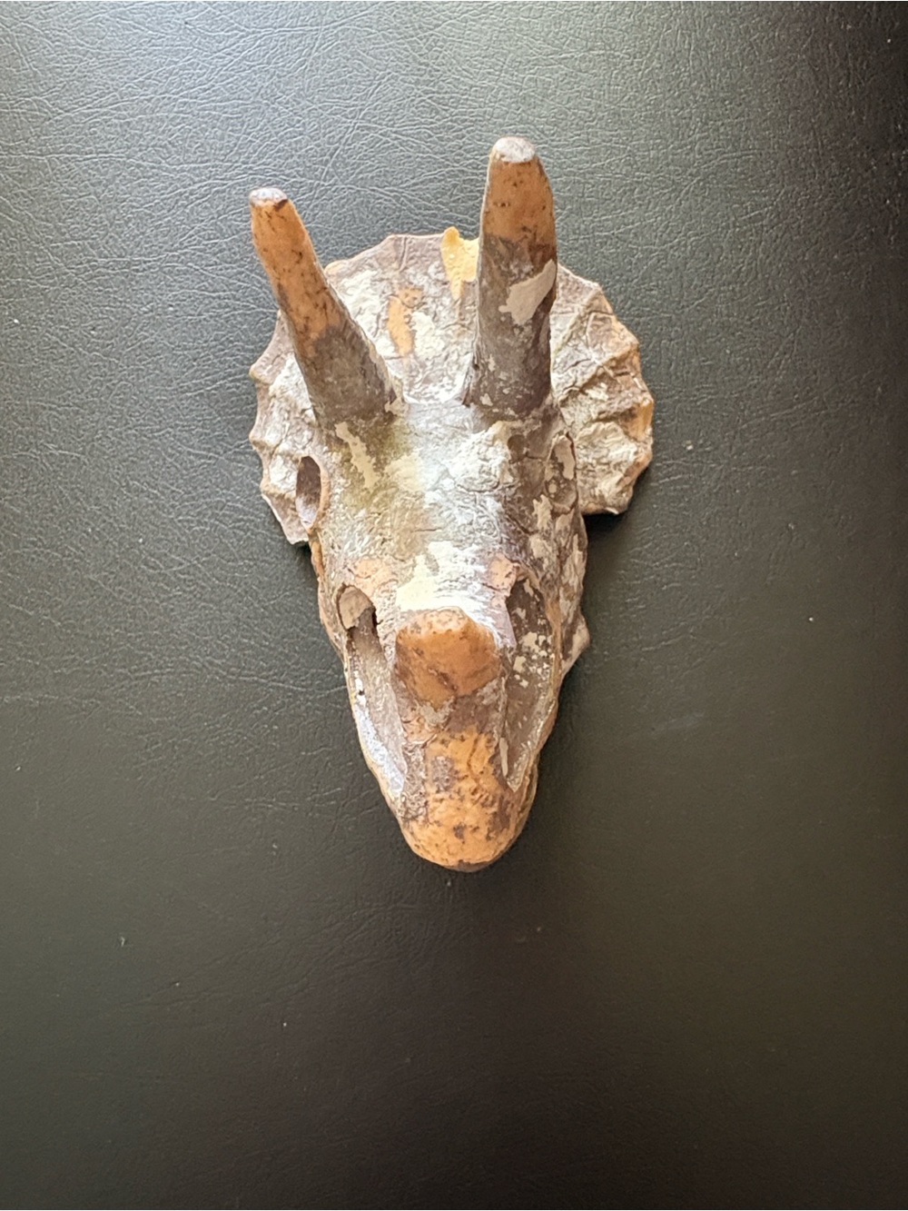 Resin Triceratops Skull Decor - Earthy Brown - Picture 2 of 4